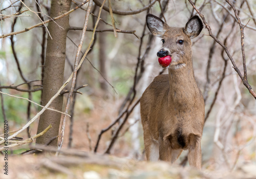 Young deer eating a red apple in the woods on an overcast day. Focus is on the face. There is room for text on the left.