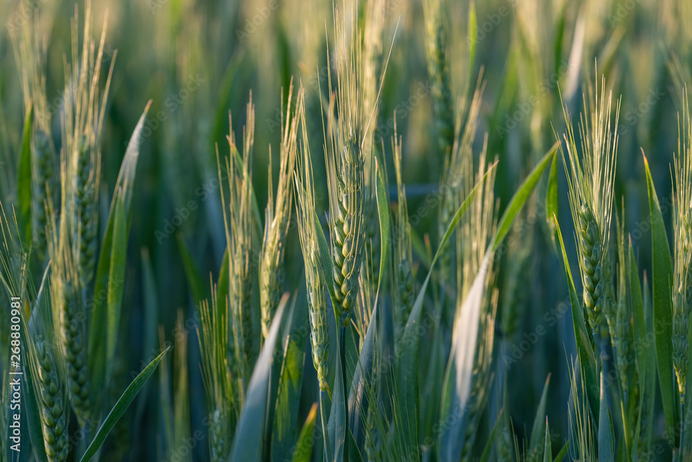 Large areas of young wheat field