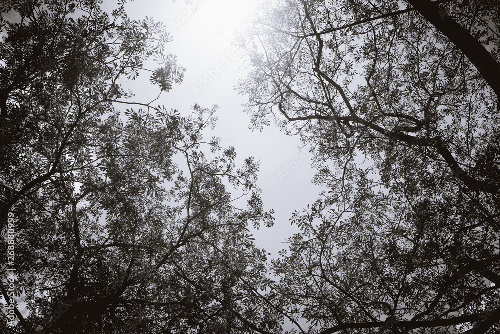 Fototapeta premium Big tree and branches of tree