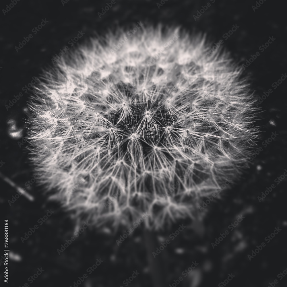 Naklejka premium Löwenzahn 