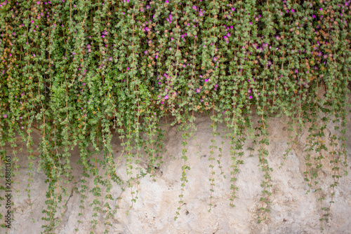 small purple flowers climbing the wall