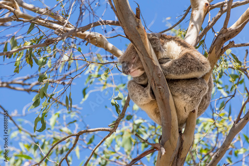 Photography Beautiful koala asleep on top of a eucalyptus against the blue sky, Kangaroo Isl