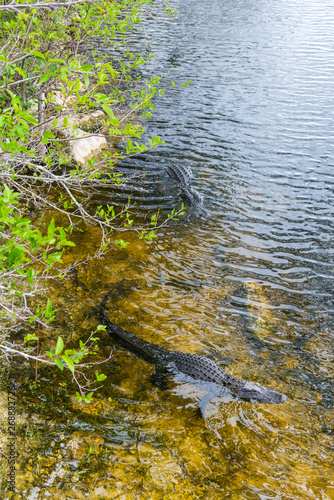 Couple of alligators in Everglades National park in Florida