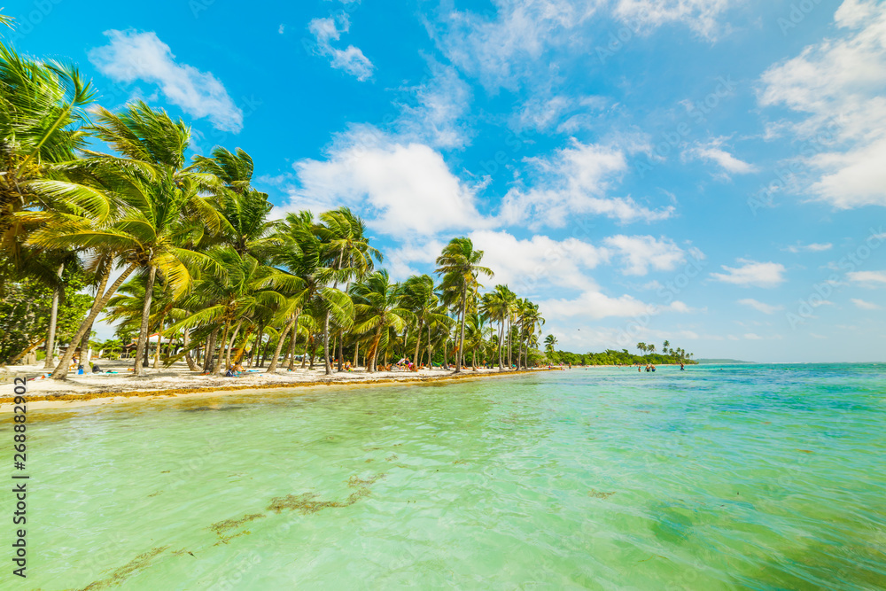 Obraz premium Clear water in Bois Jolan beach in Guadeloupe