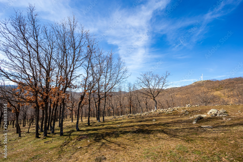 Robles en las praderas de Las Zorreras en invierno. Avila. España. Europa.
