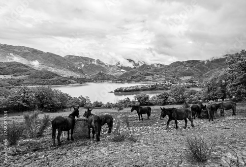 Turano lake (Rieti, Italy) and the town of Castel di Tora - Landscape with horses at pasture