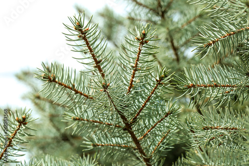 Fir tree branches