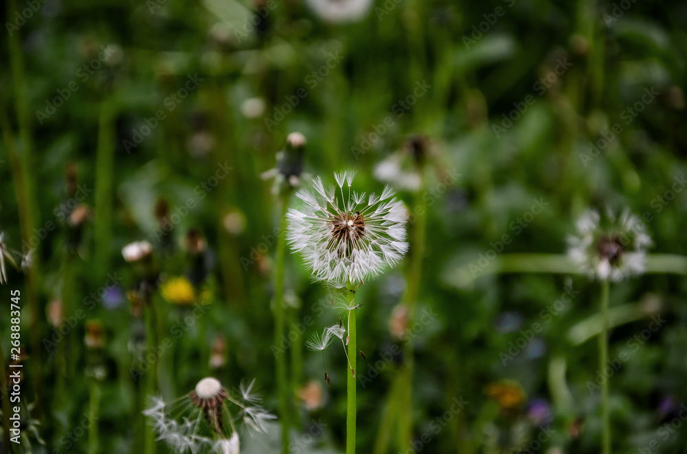 Dandelion on the background of green grass. Beautiful, summer background. Dandelion on the background of green grass. Beautiful, summer background.