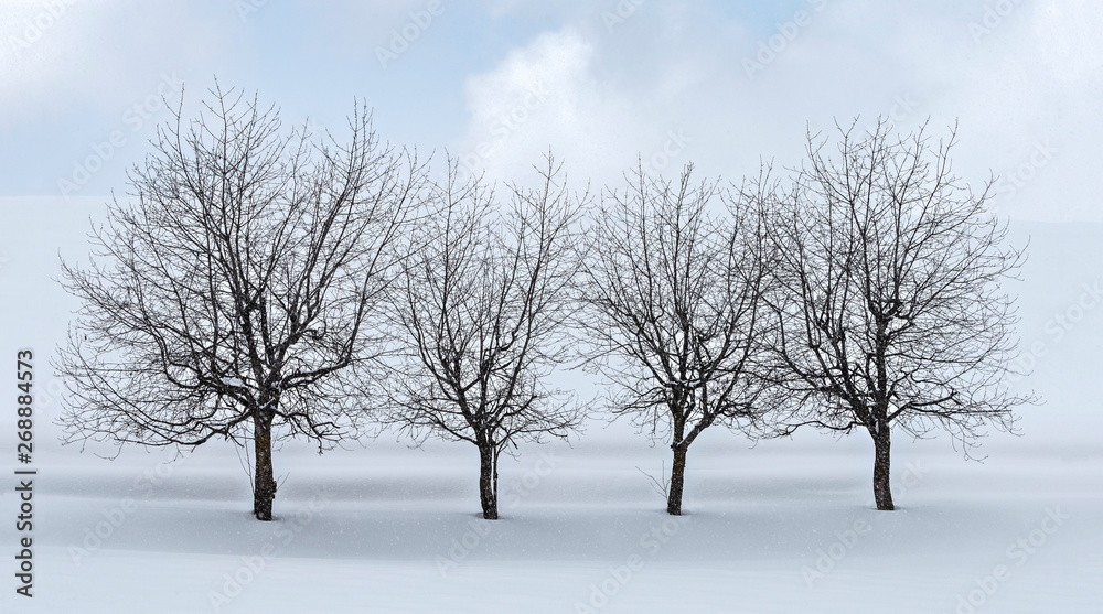 Trees in winter