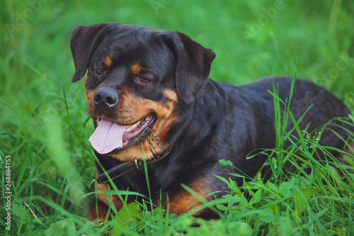 Beautiful dog rottweiler on a background of green grass in the park