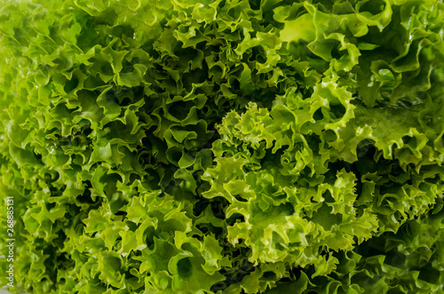 green salad leaves for background. Salad leaves. Close-up.