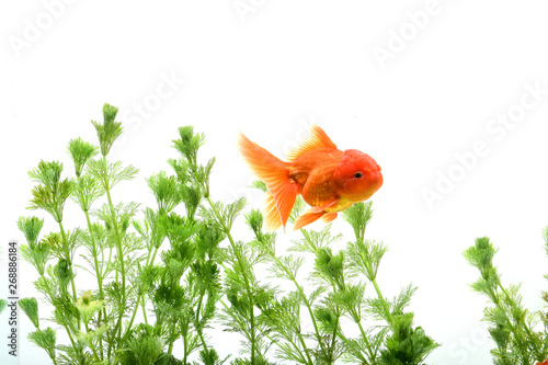 Carassius auratus goldfish background white aquatic plants