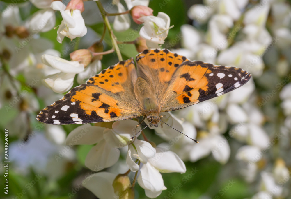 Obraz premium close up of brown butterfly on white acacia blossom at spring