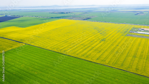 Aerial view of summer fields. Yellow fields from above. Photo captured with drone.