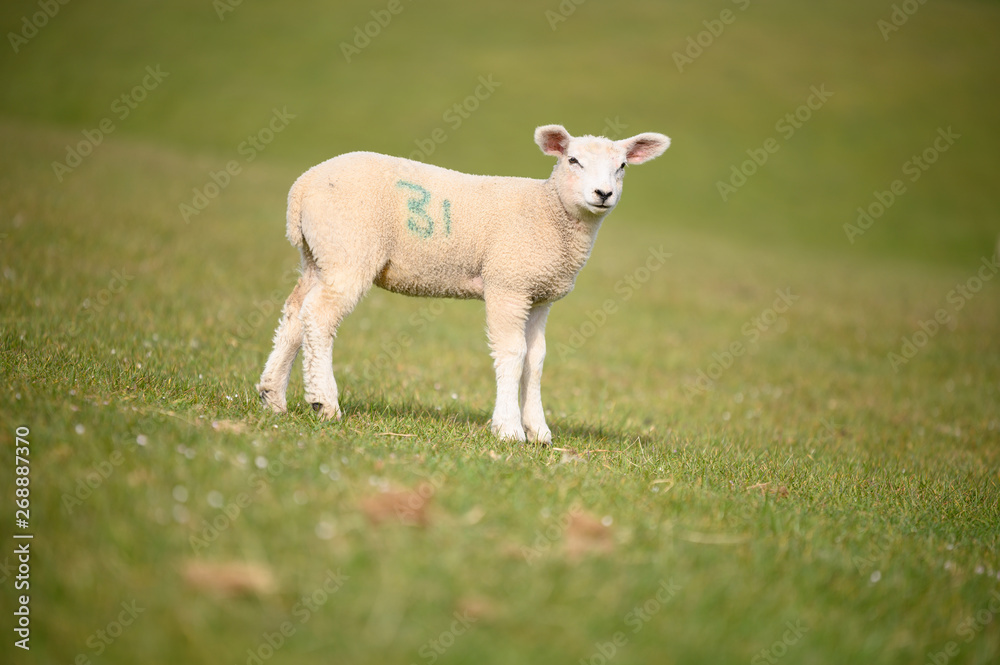 Spring Lambs and Sheep in green meadow Spring Lambs and Sheep in green meadow