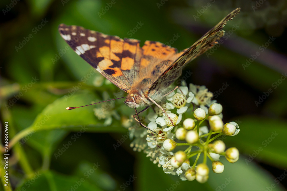 Obraz premium Butterfly pollinating a flower