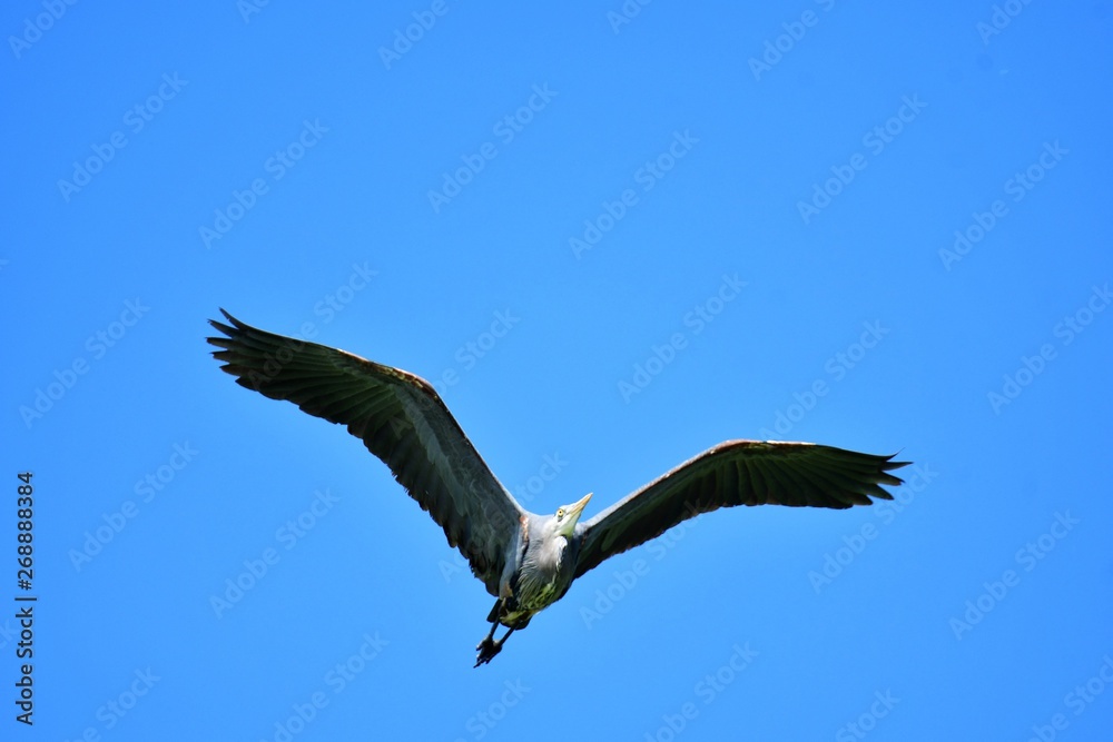 A Great Blue Heron flies overhead, its wings spread out. A Great Blue Heron flies overhead, its wings spread out.