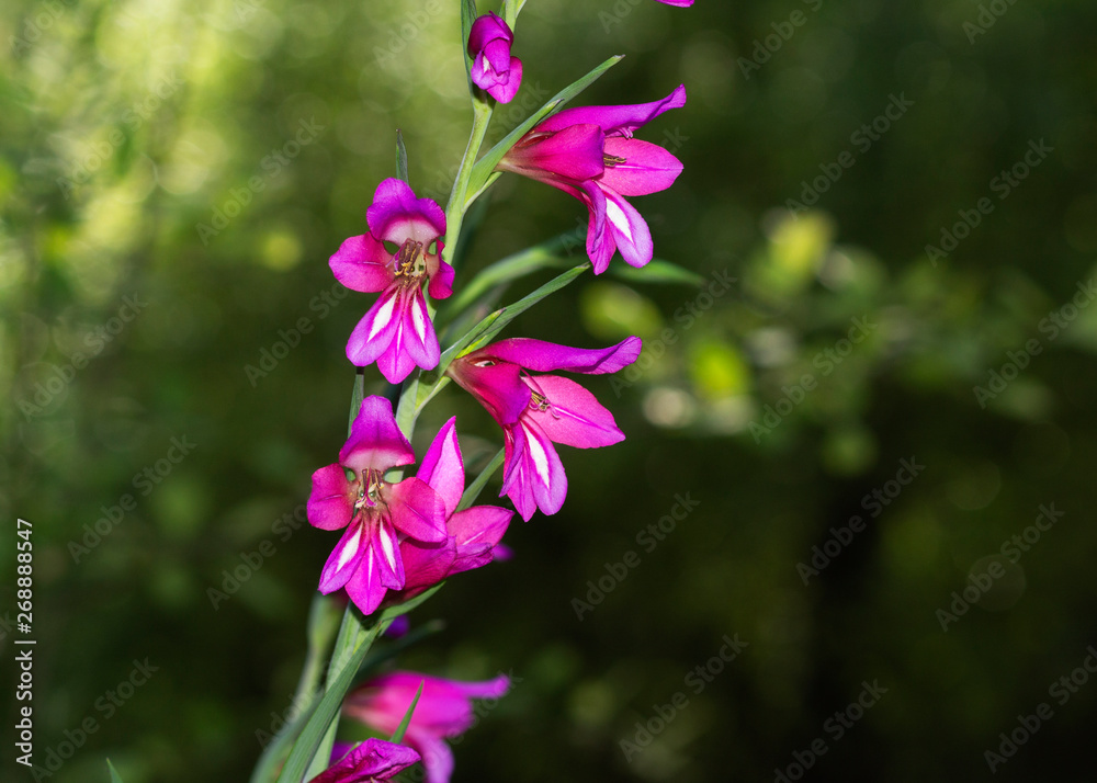 Branch of four purple flowers with background of garden defuse, closeup and horizontal Branch of four purple flowers with background of garden defuse, closeup and horizontal