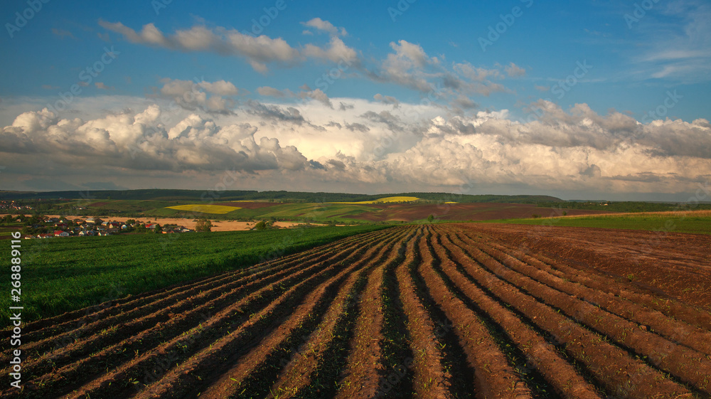 Agricultural blooming green and yellow field crops on blue sky and clouds