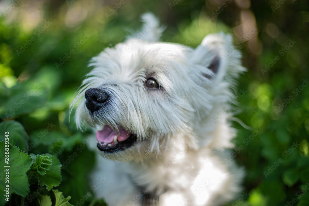 close up westie dog close up westie dog