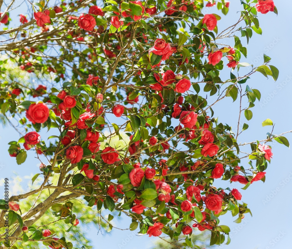 Camellia japonica (lat. Camellia japonica) — one of the most famous ...