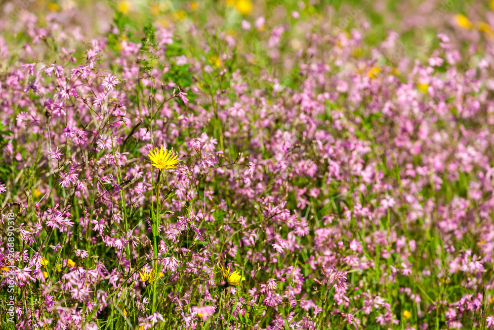 meadow near village Vernasca, Italy meadow near village Vernasca, Italy