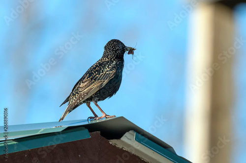 European Starling (Sturnus vulgaris) collects insects for the young