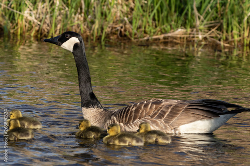 Canada goose swimming with thier goslings on the river.Nature scene from Wisconsin.