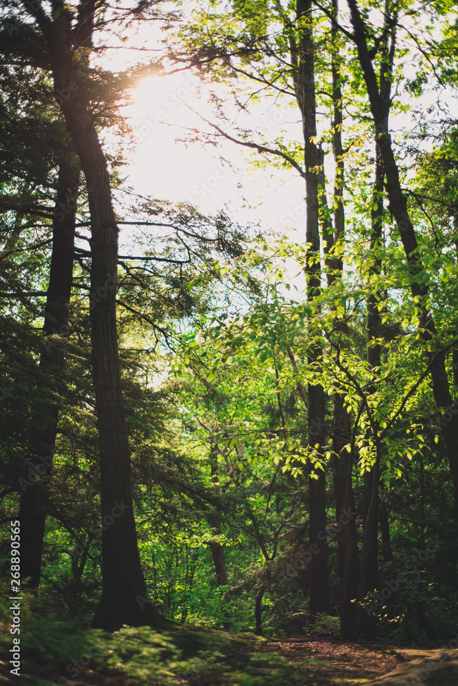 Obraz premium Sun in the woods