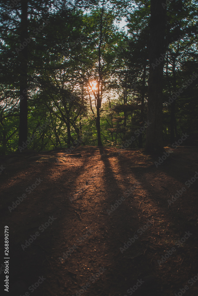 Obraz premium Sunset in the Woods