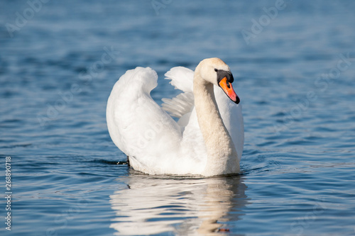 White Swan floats on water surface
