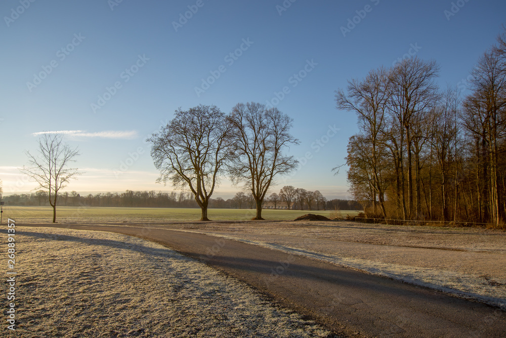 Fototapeta premium Bäume im Schnee