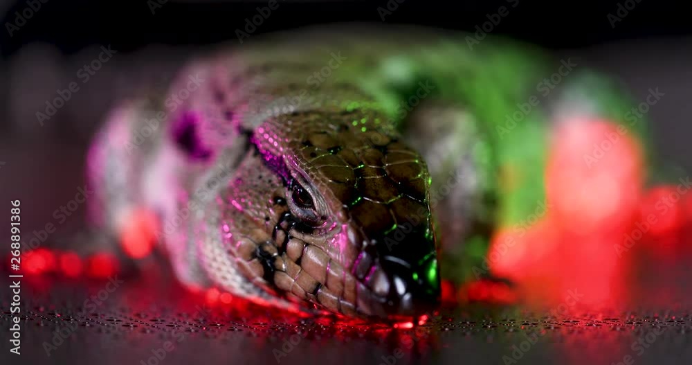 Giant, white & black female Tegu Lizard lying on metal sheet, getting