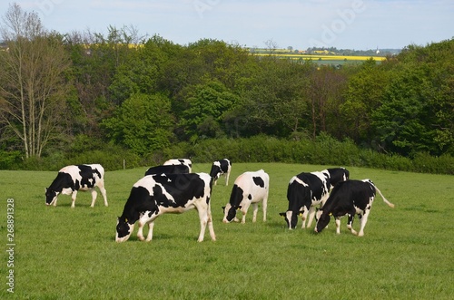 Grasende Kuhherde auf der Weide 