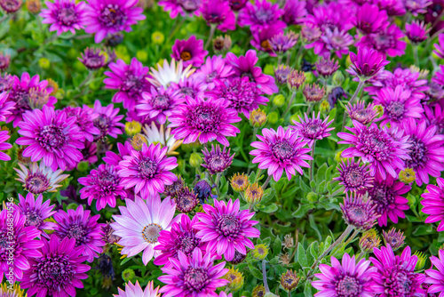 chrysanthemums, flowers