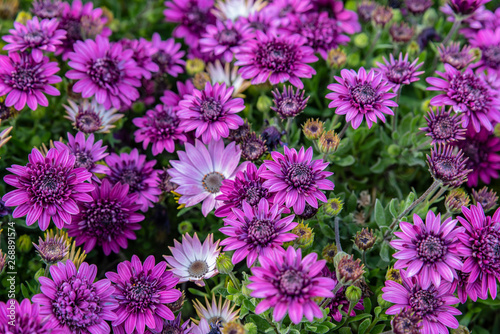 chrysanthemums, flowers