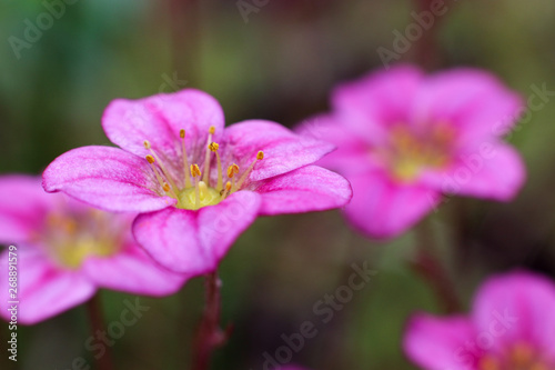Saxifrage rose, small pink flowers in the grass