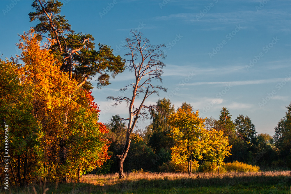 Naklejka premium Autumn at the pine forest in sunny day