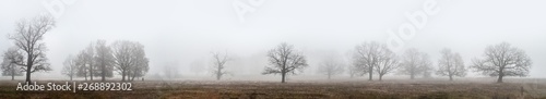 Oaks and other trees stand in dense fog in the open field, a panorama from several frames, Mari El, Russia