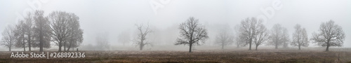 Oaks and other trees stand in dense fog in the open field, a panorama from several frames, Mari El, Russia © Evgesha