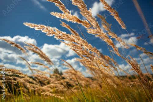 Grass in sunlight, a close up, short selective focus
