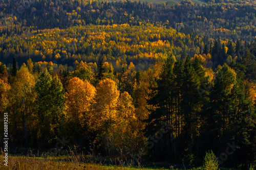 Fototapeta Naklejka Na Ścianę i Meble -  View of trees of the autumn wood from above