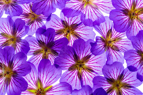 a nice floral background from purple flowers garden Geranium