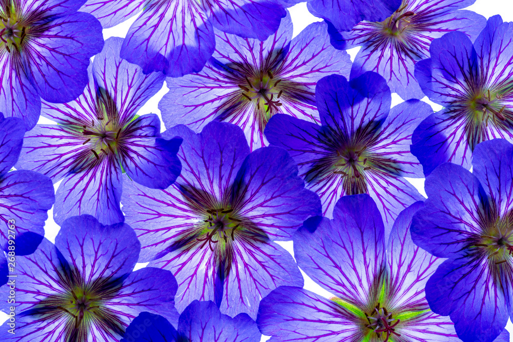 Obraz premium a nice floral background from purple flowers garden Geranium