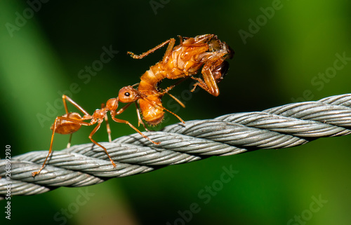 Red ants walking and carry bug body.