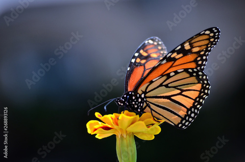 Monarch Butterfly on Marigold Flower - (Danaus Plexippus)