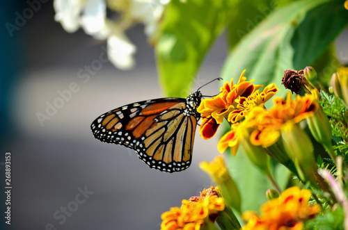 Monarch Butterfly on Marigold Flower - (Danaus Plexippus) © Michael