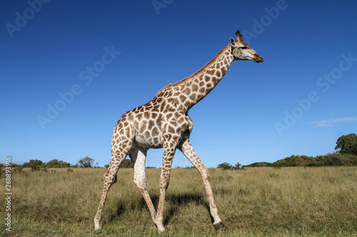 Giraffe