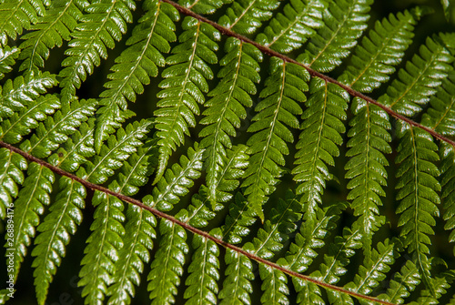 Top view part of the black tree fern - Cyathea medullaris. photo