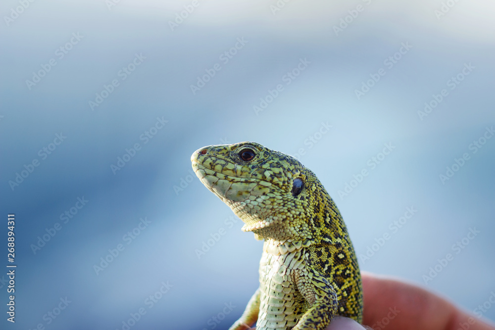Fototapeta premium Bright green lizard. Lizard head close up.